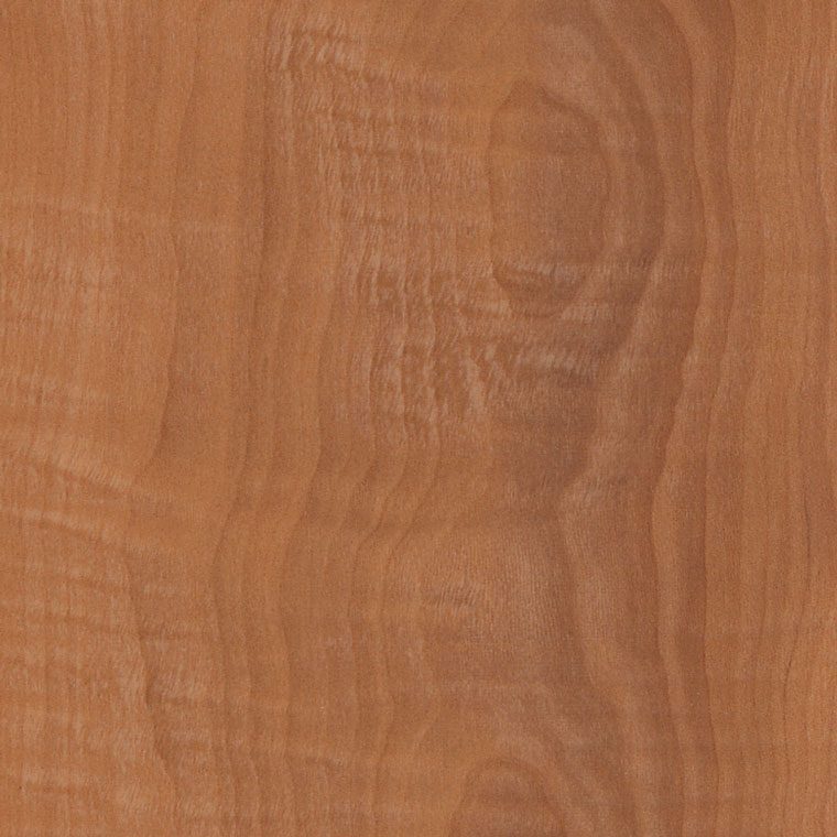 Sugar-Maple